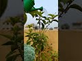 #plants