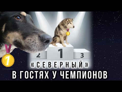 Питомник ездовых собак «Северный»