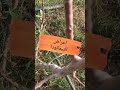 اعراض اصابه النيماتودا