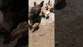 Chuzun Ko Uble Ande Khila Die