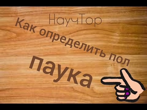 Как отличить паука от паучихи