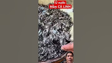 Ủ nước mắm CÁ LINH NON - Fermenting fish sauce of young Linh fish