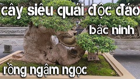 Toàn Cây siêu độc lạ và quái tại bắc ninh, triển lãm cây cảnh tp bắc ninh, cây cảnh đẹp quái nhất