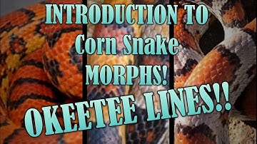 LINES of OKEETEE! Corn Snake Morph Intro
