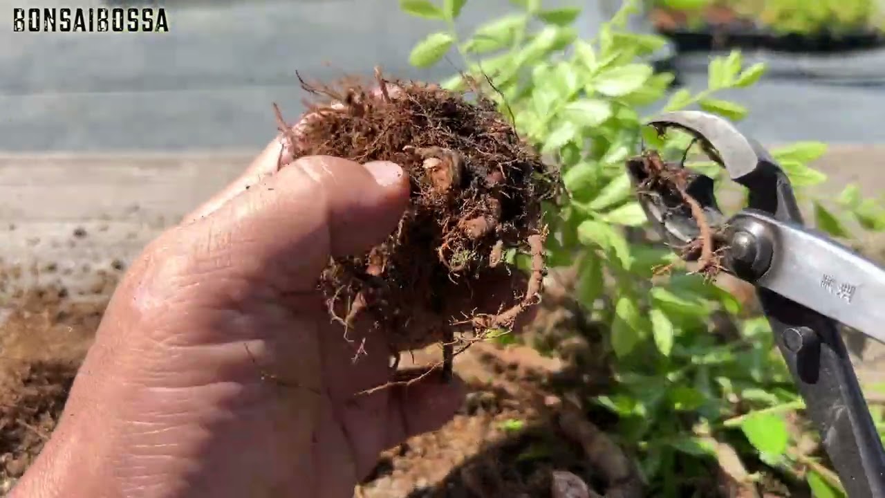 ニレケヤキのぶつ切り挿しの今 #盆栽 #bonsai