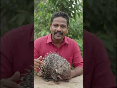 മുള്ളൻ പന്നിയുടെ മുള്ള് പ്രതിരോധിക്കാനുള്ളതാണ്.🦔#WELLNESS WORLD🌿#2026#shorts