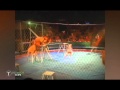 Domador De Leones Muere Al Ser Atacado Por Sus Leones XD