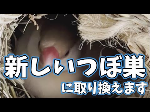 新しいツボ巣に取り換えます | Java sparrow's new nest