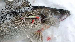 Ловля судака зимой на водохранилище