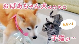 おばあちゃん柴犬をやさしく支える子猫