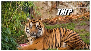 Тигр - самая крупная дикая кошка из ныне живущих. Интересные факты о Тигре