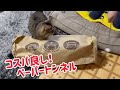 大好きキャットトンネル♪