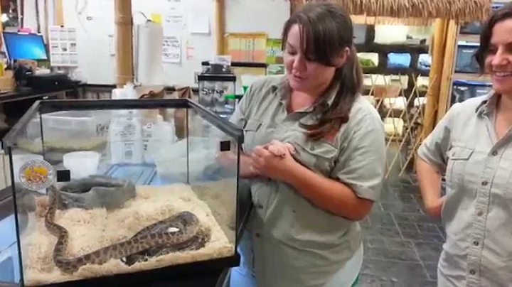 Children's Python Clutch at Prehistoric Pets