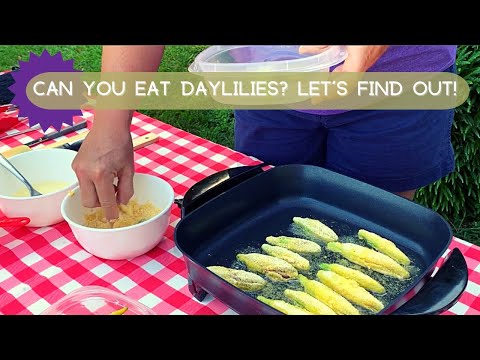 فيديو: هل Daylily صالح للأكل: أجزاء صالحة للأكل Daylily