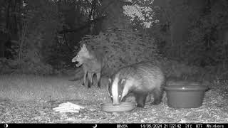 A Great Example Of Trust Between The Fox & Badger #badgers #animalvideos #fox