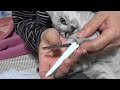 野良子猫ろく 家猫修行ぼちぼちやってます