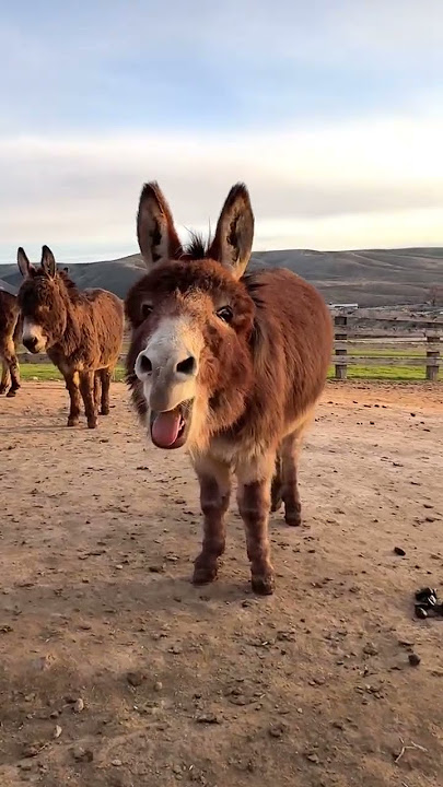 eşek sesi #eşek #trending #fypシ #viral #viralvideo