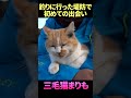 三毛猫まりもとの初対面シーン #shorts