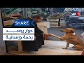 كلب يصافح جزارا بمصر في لحظة إنسانية مؤثرة شير 