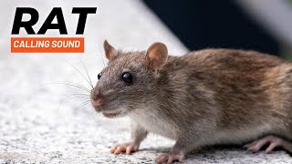 Rat Calling Sound