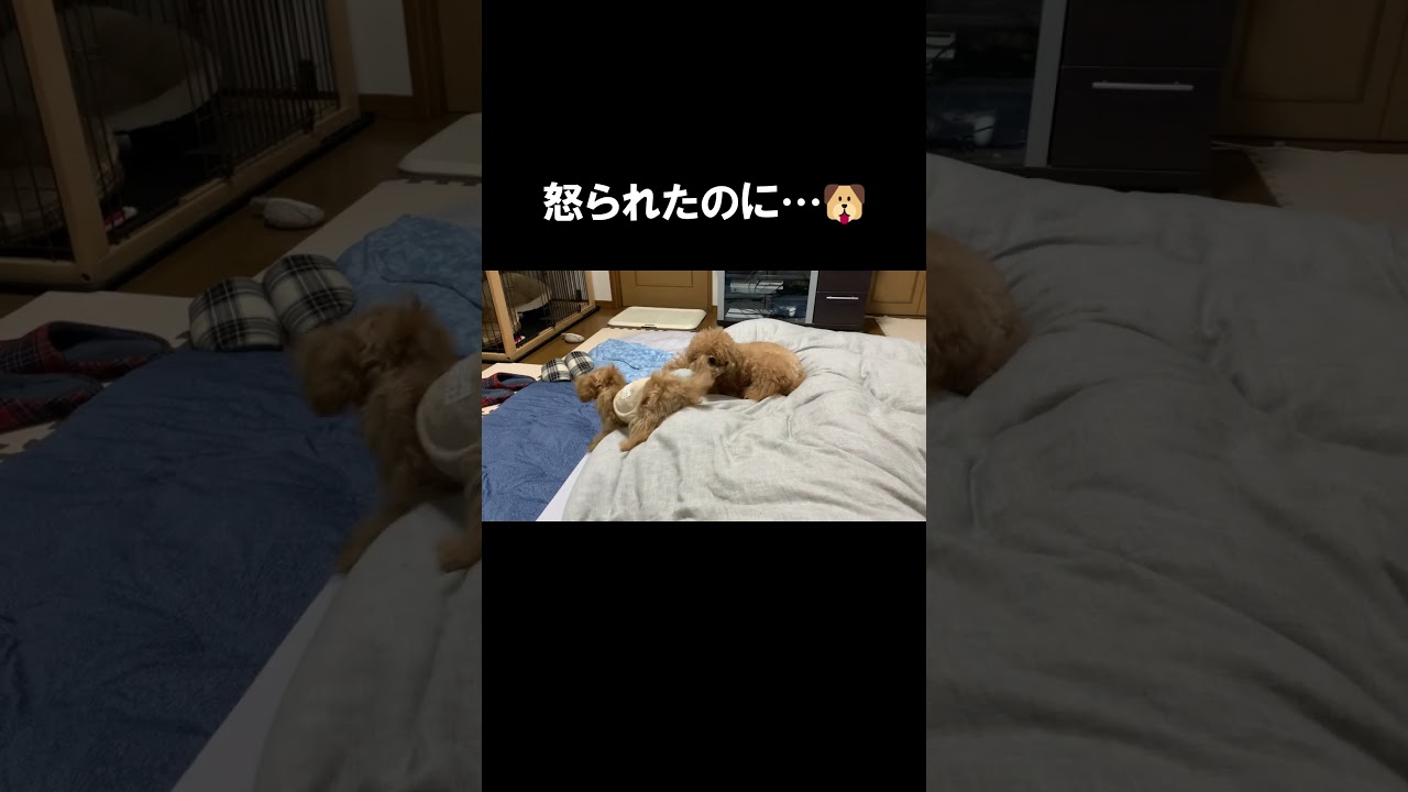 何回怒られてもやめない子犬🐶