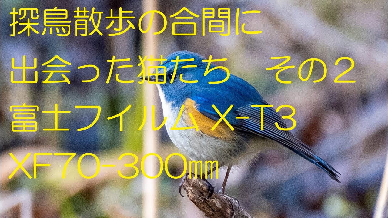 公園の猫その2 探鳥散歩の合間に見かけた猫 Youtube 公園の猫その2 探鳥散歩の合間に見かけた猫 Youtube