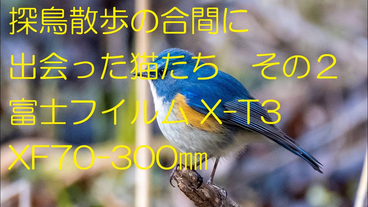 公園の猫その２ 探鳥散歩の合間に見かけた猫 Youtube