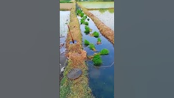 Amazing Rice Farming Techniques! 🤯