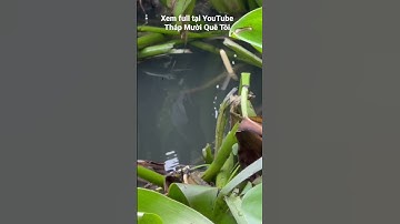 Câu Cá Rô Đồng Dưới Mương Ruộng