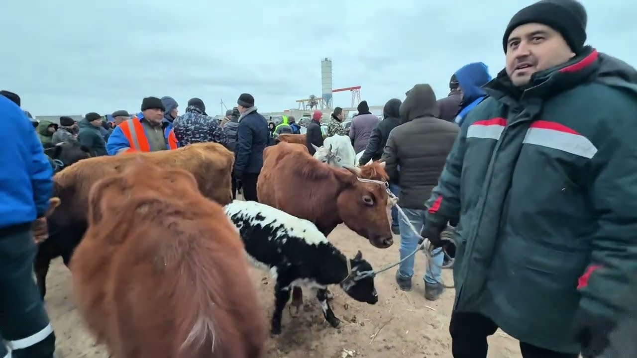 ОНА БОЛА СИГИР НАРХЛАРИ 