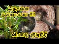 வாழை தண்டு குடிநீர்/BANANA STEM WATER 🎋HOW TO GET HEALTHY WATER FROM BANANA STEM🎋JOURNEYWITHNANDHU