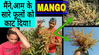 ऐसा क्या हुआ कि आम के सारे फूलों को मैंने काट दिया? || Mango Farming || आम की खेती