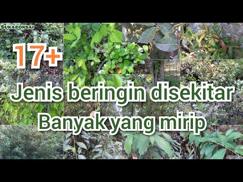 Video: Jenis Fikus