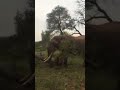 Brute strength: Elephant effortlessly pushes down a tree