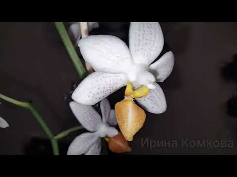 Первое домашнее цветение