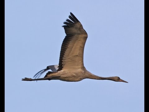    صوت الكرك او الرهو