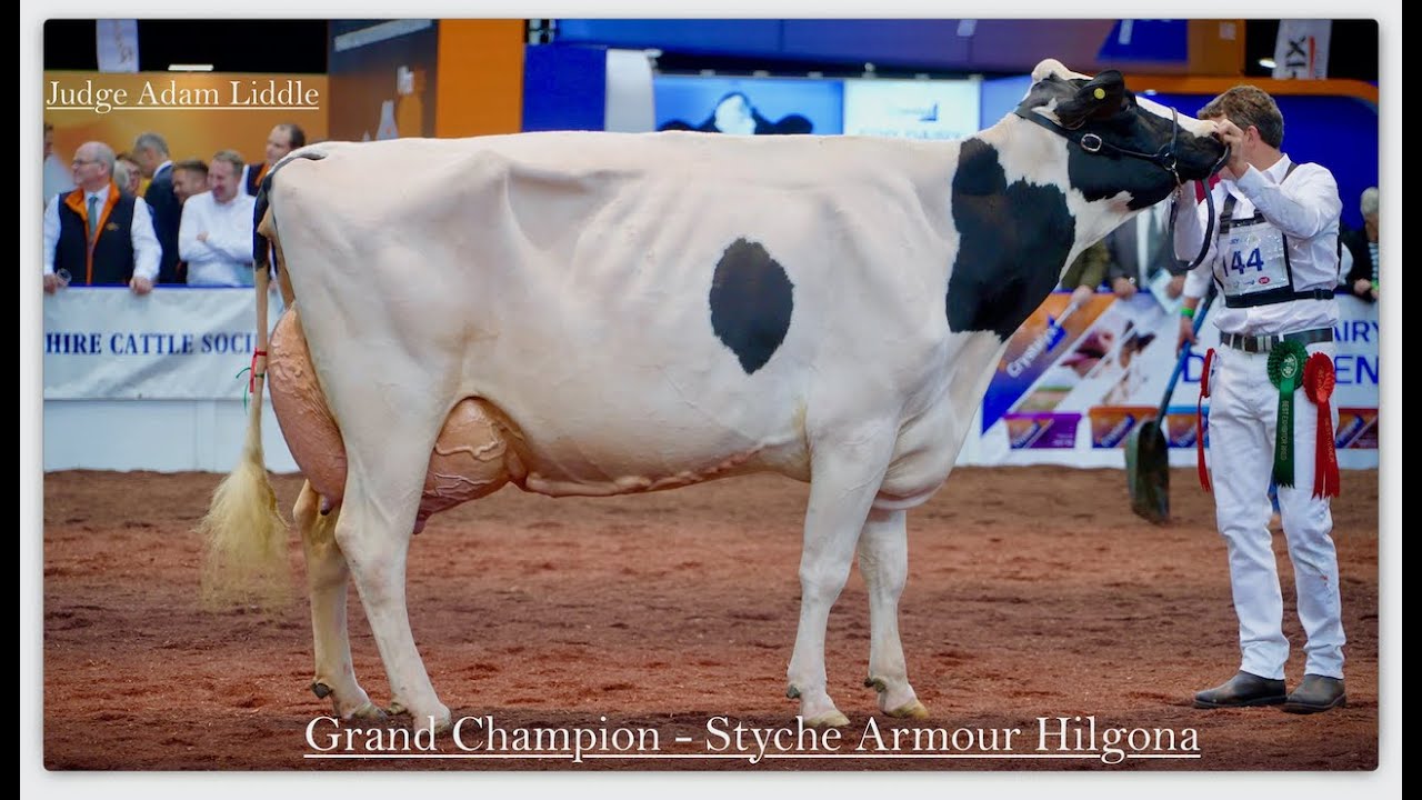 UK Dairy Day 2022.Styche Armour Hilgonda Best 5yr Old & Grand
