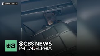 New Jersey State Police rescue abandoned bear cub on I-78 Details