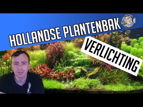 Video: Welke kleur licht is het meest effectief voor plantengroei?