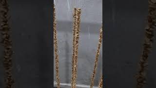 Cevizli Sucuk Yapılışı Cevizin Ipe Dizilişi Bölüm-1