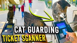 Cat Guarding Ticket Scanner Didn’t Like Guy Petting Its Head