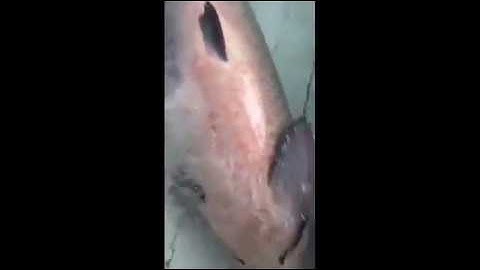 Cận cảnh cá trắm đen khủng nặng 45kg bắt được ở hồ Thác Bà