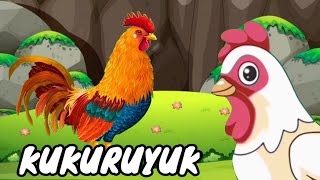 Kukuruyuk // Ayam Berkokok // Animasi Ayam Lucu // Lagu Anak Indonesia