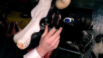 How to fit a collar to a cow for heat detection & health monitoring