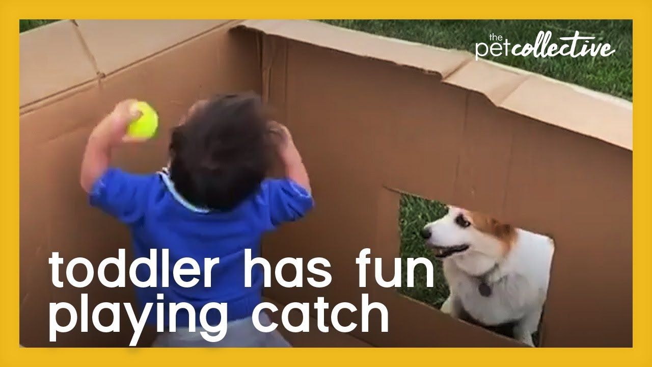 Toddler has fun inside cardboard box playing fetch | The Pet Collective