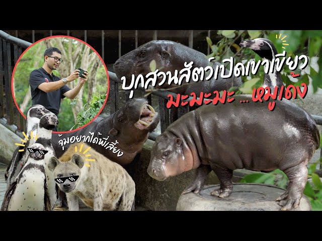 หมูเด้ง ซุปตาร์แห่งเขาเขียว  ( 1 ) I EP.42 เรื่องจริงผ่านจอ Theseries 24 พฤศจิกายน 67