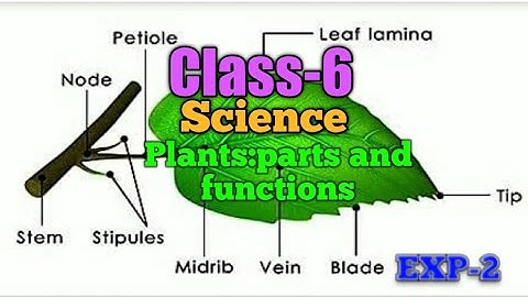 #ts#class 6 chapter 9 plants- parts and functions