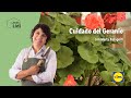 Cuidado Del Geranio 💐🍃| El Jardín De Lidl | Lidl España