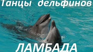Batumi. Танцы дельфинов. Ламбада. Дельфинарий  Батуми