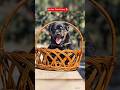 Rottweile Cute Puppy ❤️🐕#rottweiler #cute #puppy #doglover542 #viral #ytshorts #shortsfeed #videos
